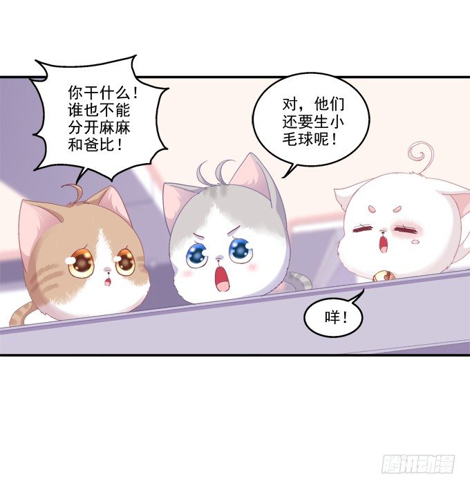 《猫妖的诱惑》漫画最新章节鸡飞猫跳免费下拉式在线观看章节第【34】张图片