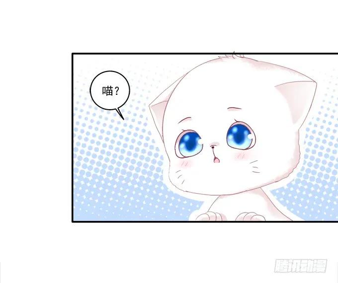 《猫妖的诱惑》漫画最新章节盛装出席免费下拉式在线观看章节第【36】张图片