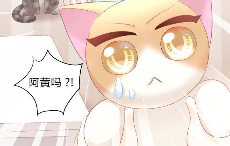 《猫爪之下》漫画最新章节第103话 迷之制茶师免费下拉式在线观看章节第【76】张图片