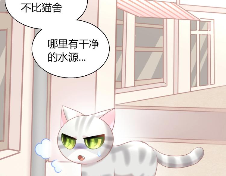 《猫爪之下》漫画最新章节第125话 猫舍C位（一）免费下拉式在线观看章节第【68】张图片