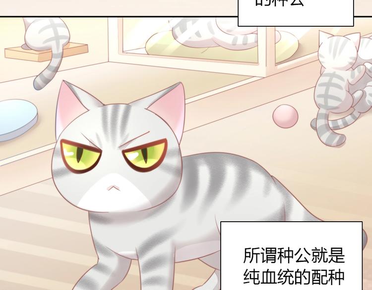 《猫爪之下》漫画最新章节第125话 猫舍C位（一）免费下拉式在线观看章节第【9】张图片