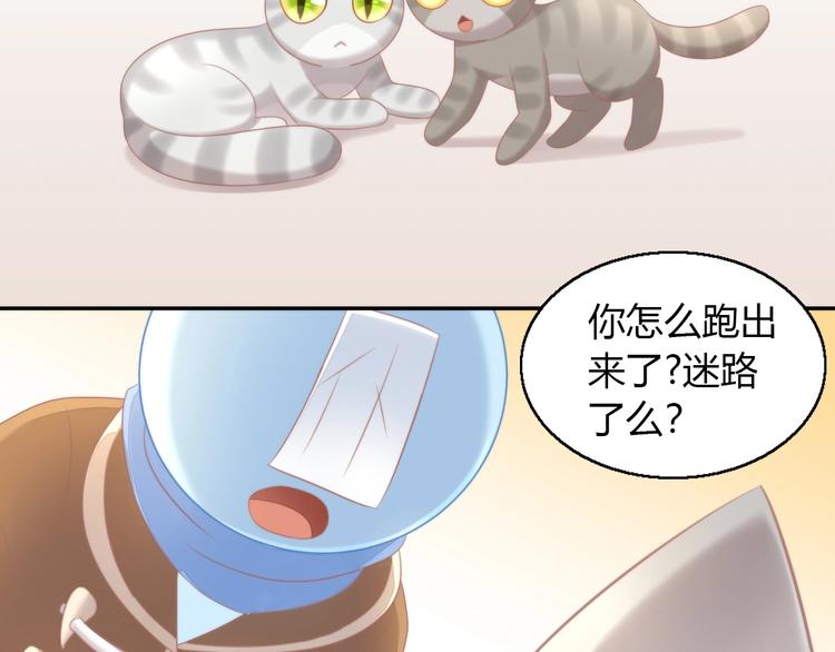 《猫爪之下》漫画最新章节第126话 猫舍C位（二）免费下拉式在线观看章节第【57】张图片