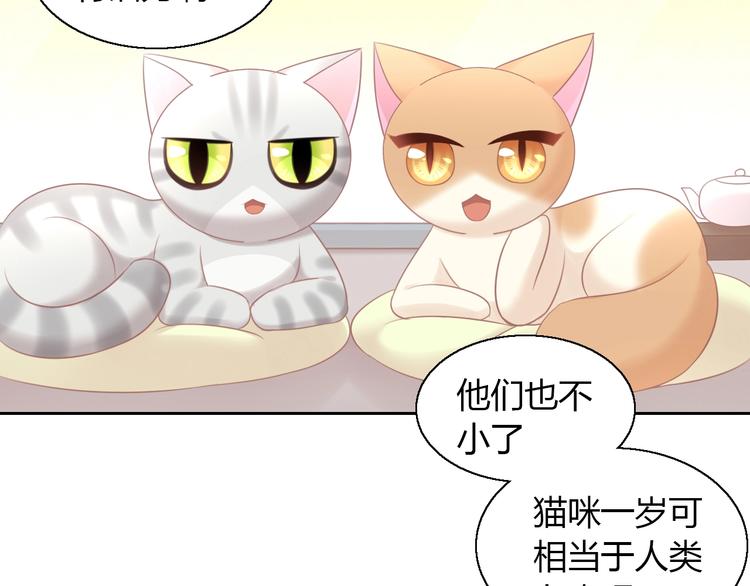 《猫爪之下》漫画最新章节第129话 猫舍C位（五）免费下拉式在线观看章节第【51】张图片