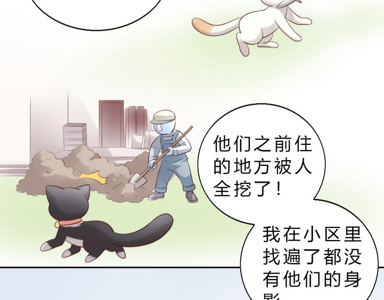 《猫爪之下》漫画最新章节第69话 决定免费下拉式在线观看章节第【63】张图片