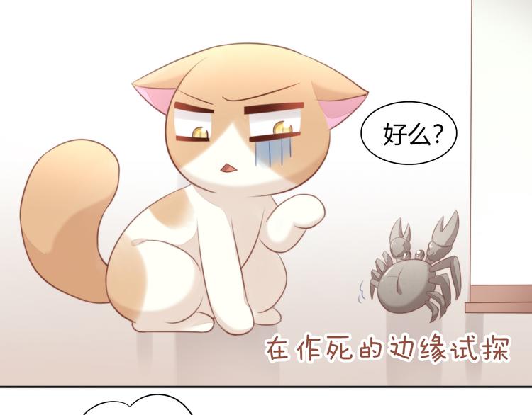 《猫爪之下》漫画最新章节第72话 螃蟹大战免费下拉式在线观看章节第【51】张图片