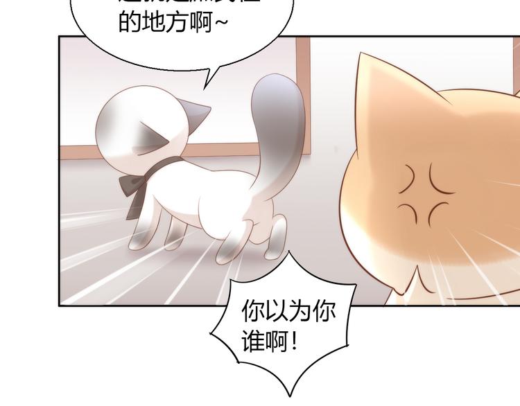 《猫爪之下》漫画最新章节第76话 猫咪选美大赛免费下拉式在线观看章节第【22】张图片