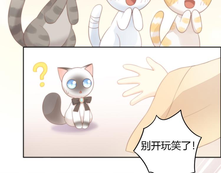 《猫爪之下》漫画最新章节第76话 猫咪选美大赛免费下拉式在线观看章节第【43】张图片