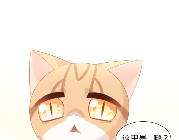 《猫爪之下》漫画最新章节第85话 新伙伴？！免费下拉式在线观看章节第【32】张图片