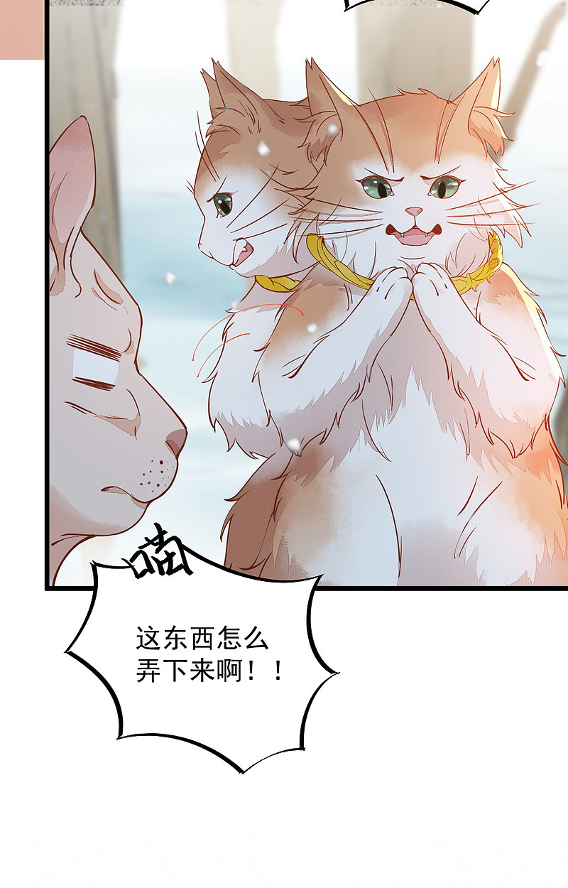 《杀手王妃不好惹》漫画最新章节57-她是我的猫免费下拉式在线观看章节第【28】张图片