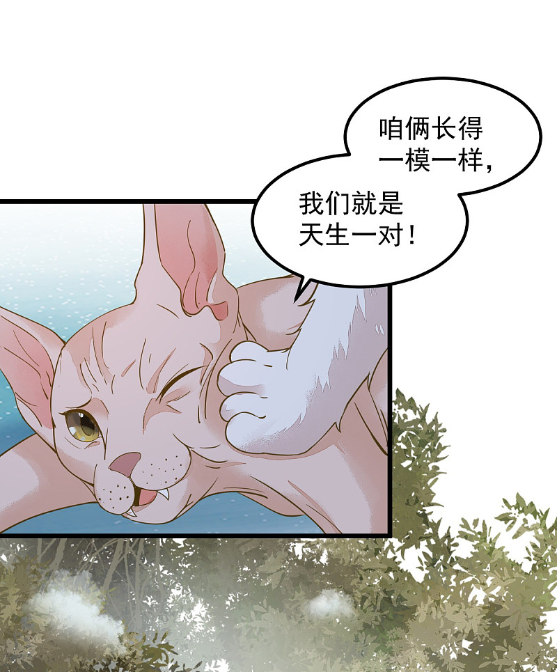 《杀手王妃不好惹》漫画最新章节57-她是我的猫免费下拉式在线观看章节第【31】张图片