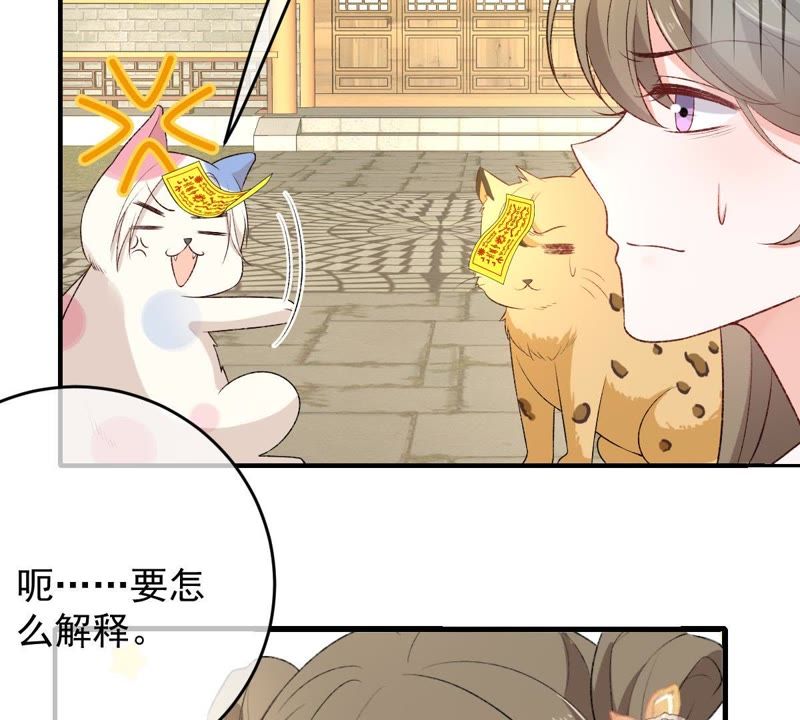 《世无良猫》漫画最新章节第106话 你们不要打了！免费下拉式在线观看章节第【35】张图片