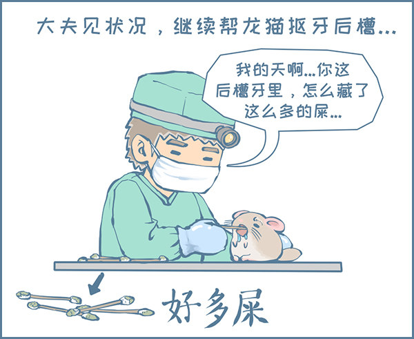 《我家有只小龙猫》漫画最新章节真实的龙猫友故事—菟丝丝（下）免费下拉式在线观看章节第【3】张图片