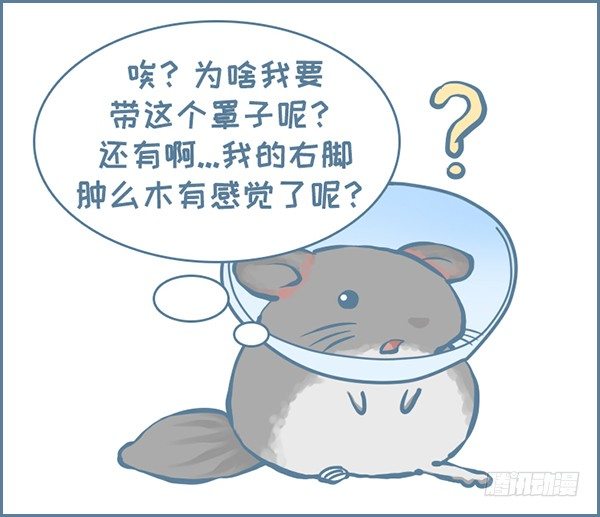 《我家有只小龙猫》漫画最新章节第157个小故事（3）免费下拉式在线观看章节第【4】张图片