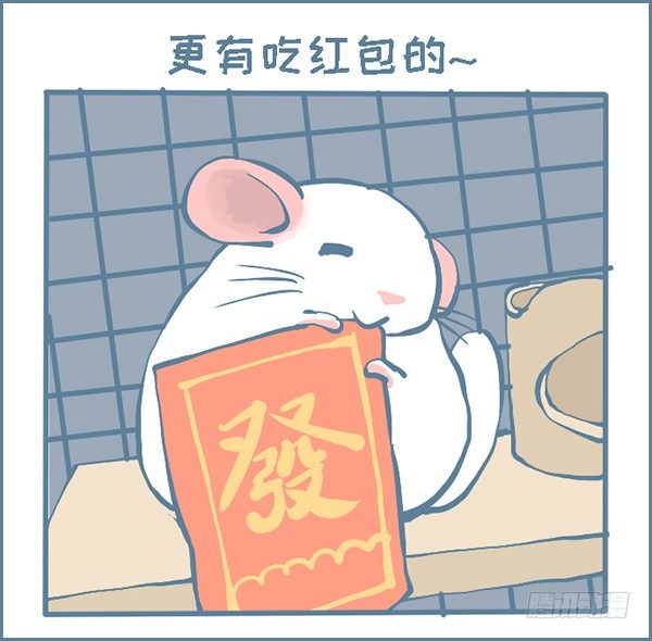 《我家有只小龙猫》漫画最新章节过年龙猫群的故事（下）免费下拉式在线观看章节第【3】张图片