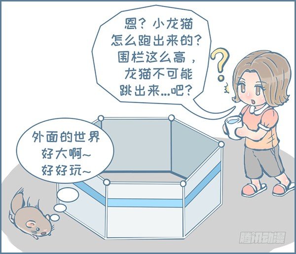 《我家有只小龙猫》漫画最新章节龙猫放风围栏（下）免费下拉式在线观看章节第【4】张图片