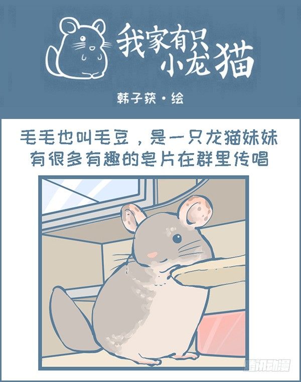 《我家有只小龙猫》漫画最新章节龙猫毛毛的有趣照片（下）免费下拉式在线观看章节第【1】张图片