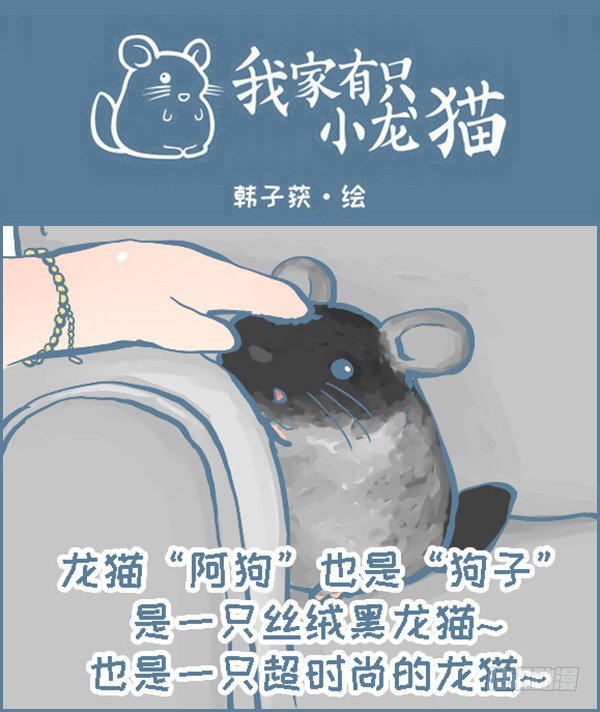 《我家有只小龙猫》漫画最新章节时尚的龙猫阿狗（下）免费下拉式在线观看章节第【1】张图片