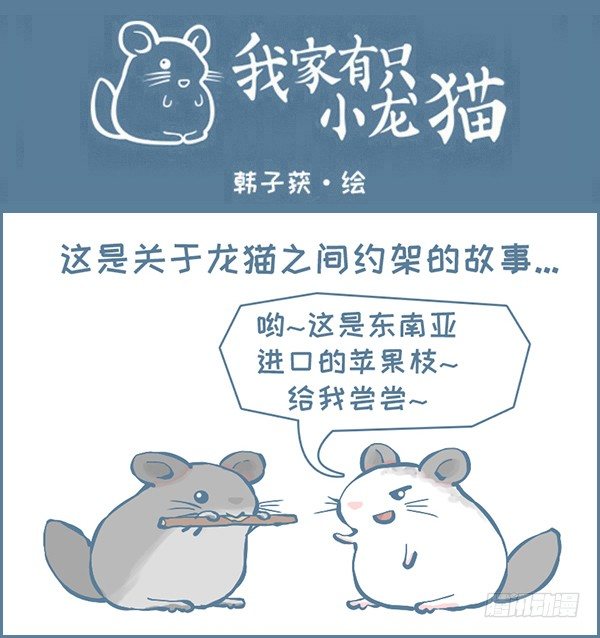 《我家有只小龙猫》漫画最新章节龙猫的打仗方式（上）免费下拉式在线观看章节第【1】张图片