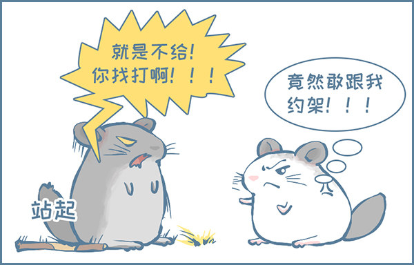 《我家有只小龙猫》漫画最新章节龙猫的打仗方式（下）免费下拉式在线观看章节第【2】张图片