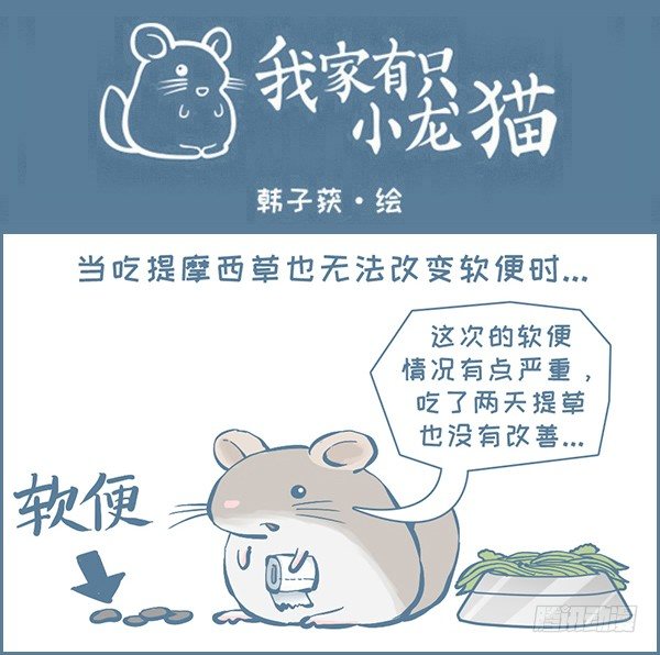 《我家有只小龙猫》漫画最新章节龙猫软便了（下）免费下拉式在线观看章节第【1】张图片