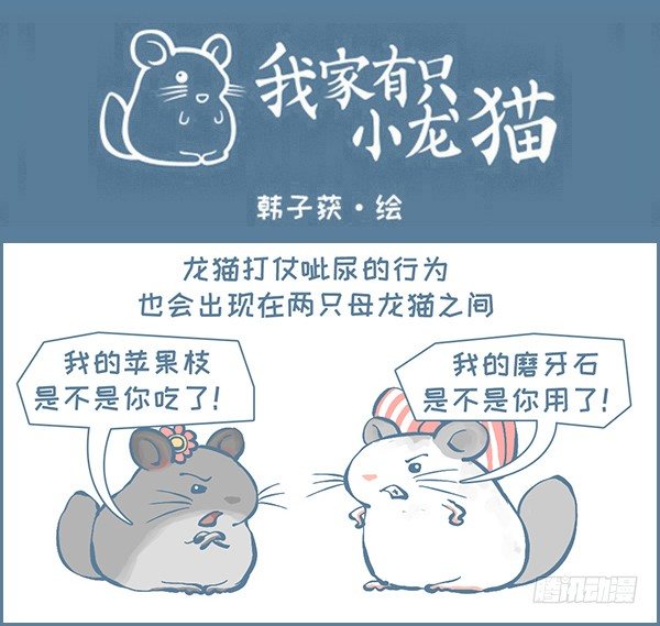 《我家有只小龙猫》漫画最新章节龙猫呲尿学（上）免费下拉式在线观看章节第【1】张图片