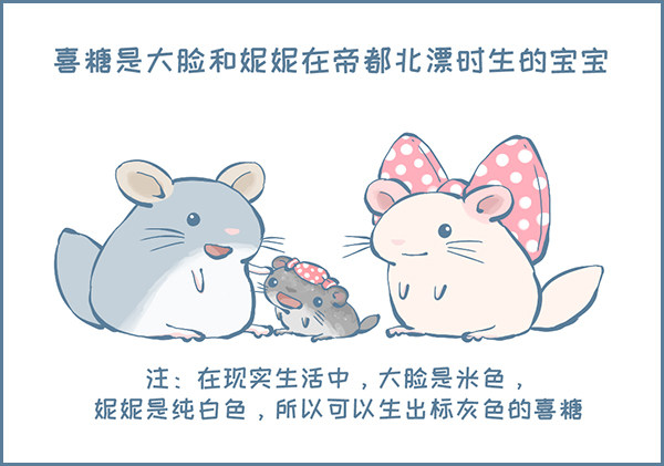 《我家有只小龙猫》漫画最新章节我叫喜糖（上）免费下拉式在线观看章节第【2】张图片