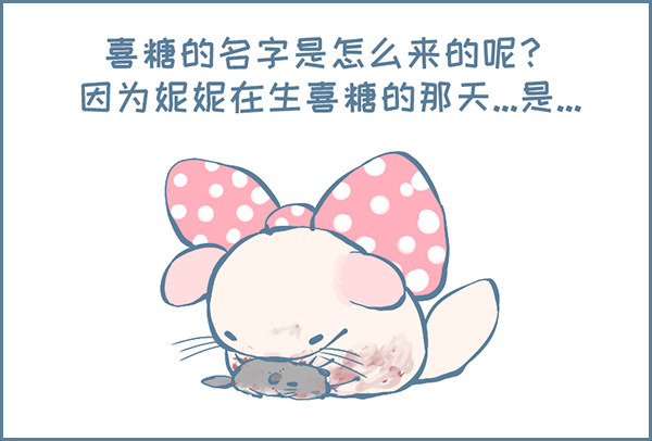 《我家有只小龙猫》漫画最新章节我叫喜糖（上）免费下拉式在线观看章节第【3】张图片