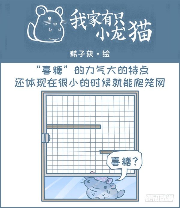 《我家有只小龙猫》漫画最新章节喜糖的弹跳（1）免费下拉式在线观看章节第【1】张图片