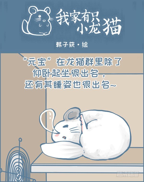 《我家有只小龙猫》漫画最新章节龙猫“元宝”的故事-3免费下拉式在线观看章节第【1】张图片