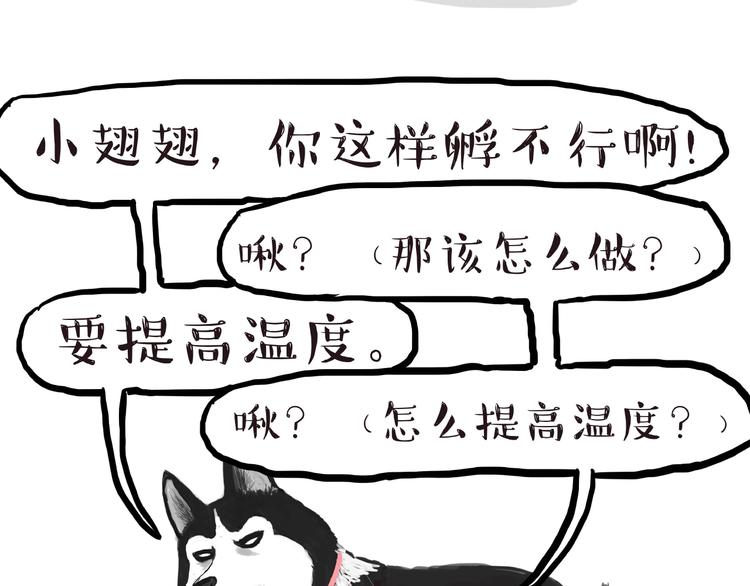 《吾皇巴扎黑》漫画最新章节第157话 一颗蛋蛋免费下拉式在线观看章节第【24】张图片