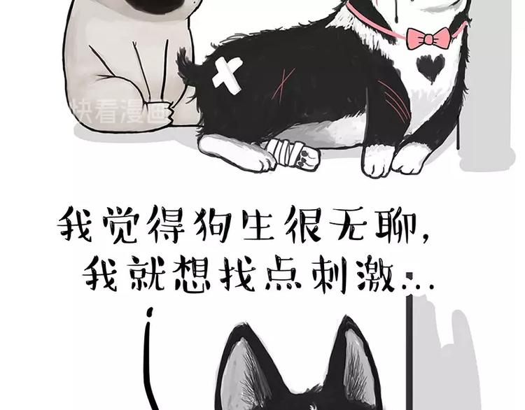 《吾皇巴扎黑》漫画最新章节第160话 最差的一届哈士奇！免费下拉式在线观看章节第【56】张图片