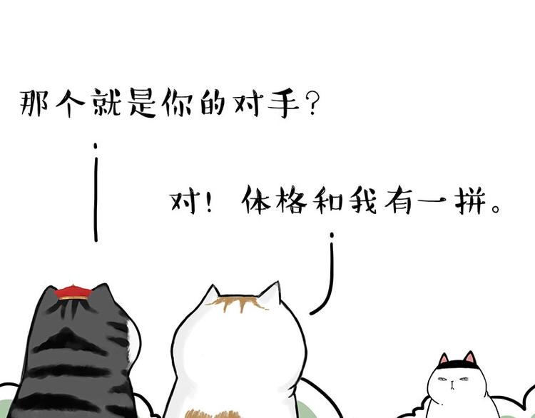 《吾皇巴扎黑》漫画最新章节第167话 猫王争霸赛免费下拉式在线观看章节第【15】张图片