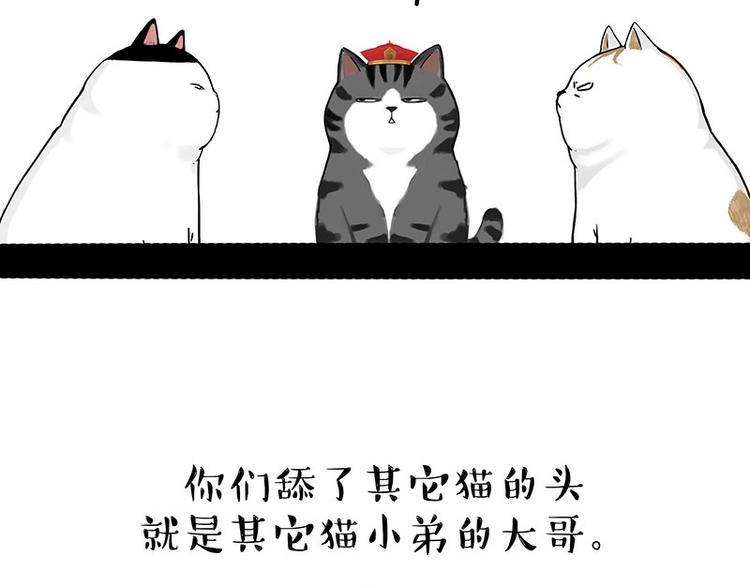 《吾皇巴扎黑》漫画最新章节第167话 猫王争霸赛免费下拉式在线观看章节第【48】张图片