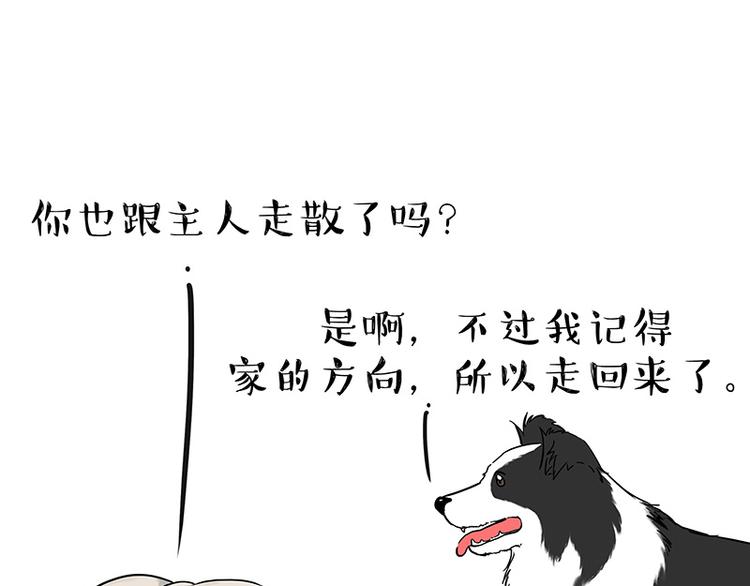 《吾皇巴扎黑》漫画最新章节第207话 巴扎黑丢了？！免费下拉式在线观看章节第【21】张图片