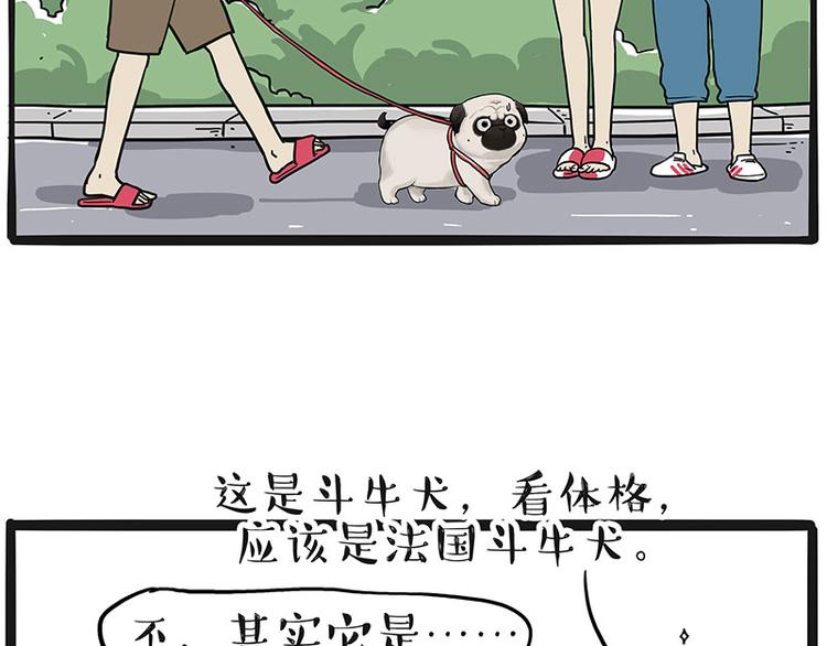 《吾皇巴扎黑》漫画最新章节第233话 你太飘了免费下拉式在线观看章节第【39】张图片