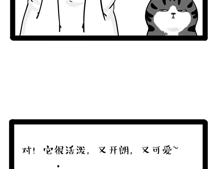 《吾皇巴扎黑》漫画最新章节第238话 吾皇的爱情“喵”招免费下拉式在线观看章节第【13】张图片