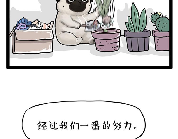 《吾皇巴扎黑》漫画最新章节第242话 拆的就是你家免费下拉式在线观看章节第【26】张图片