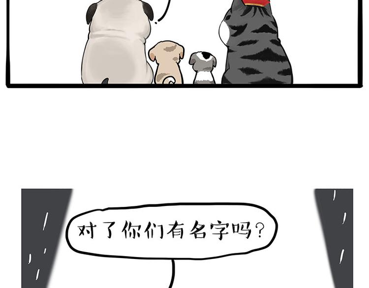 《吾皇巴扎黑》漫画最新章节第267话 不让你流浪免费下拉式在线观看章节第【14】张图片