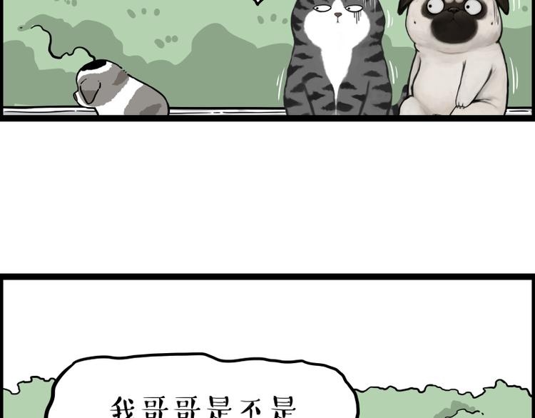 《吾皇巴扎黑》漫画最新章节第267话 不让你流浪免费下拉式在线观看章节第【78】张图片