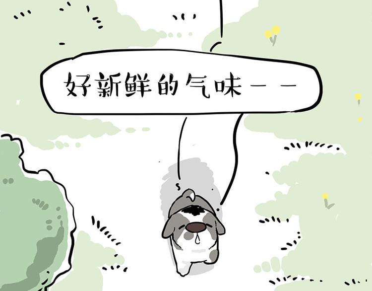 《吾皇巴扎黑》漫画最新章节第270话 胖老猫你个大骗子！免费下拉式在线观看章节第【15】张图片