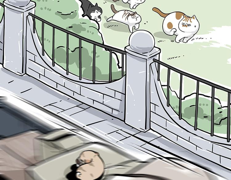 《吾皇巴扎黑》漫画最新章节第271话 进击的流浪猫！免费下拉式在线观看章节第【32】张图片