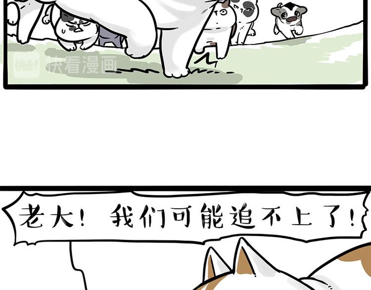 《吾皇巴扎黑》漫画最新章节第271话 进击的流浪猫！免费下拉式在线观看章节第【36】张图片