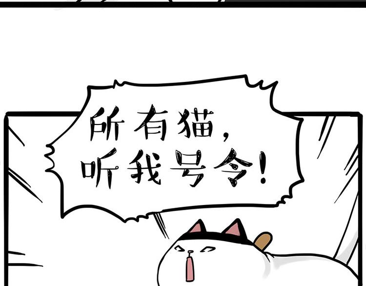 《吾皇巴扎黑》漫画最新章节第271话 进击的流浪猫！免费下拉式在线观看章节第【50】张图片