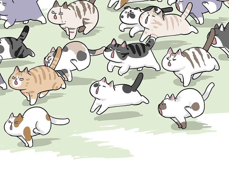 《吾皇巴扎黑》漫画最新章节第271话 进击的流浪猫！免费下拉式在线观看章节第【61】张图片