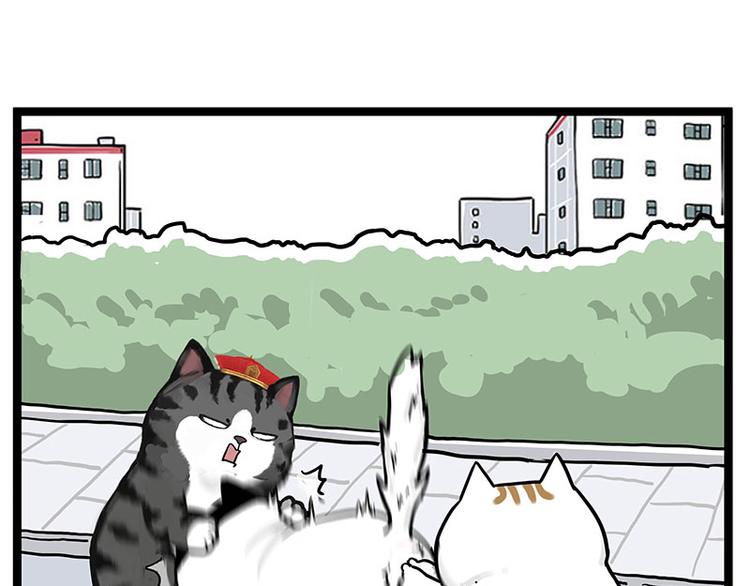 《吾皇巴扎黑》漫画最新章节第277话 猫斗猫免费下拉式在线观看章节第【15】张图片