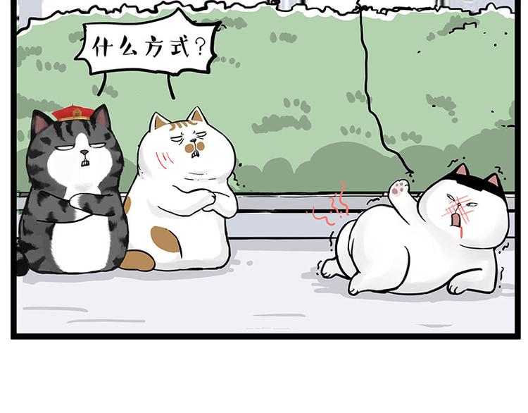 《吾皇巴扎黑》漫画最新章节第277话 猫斗猫免费下拉式在线观看章节第【17】张图片