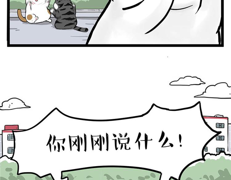 《吾皇巴扎黑》漫画最新章节第277话 猫斗猫免费下拉式在线观看章节第【9】张图片