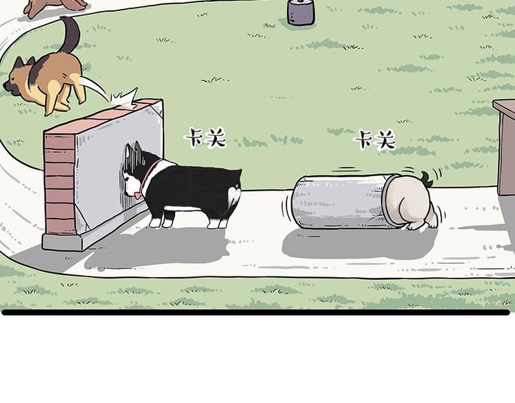 《吾皇巴扎黑》漫画最新章节第280话 狗上学免费下拉式在线观看章节第【43】张图片