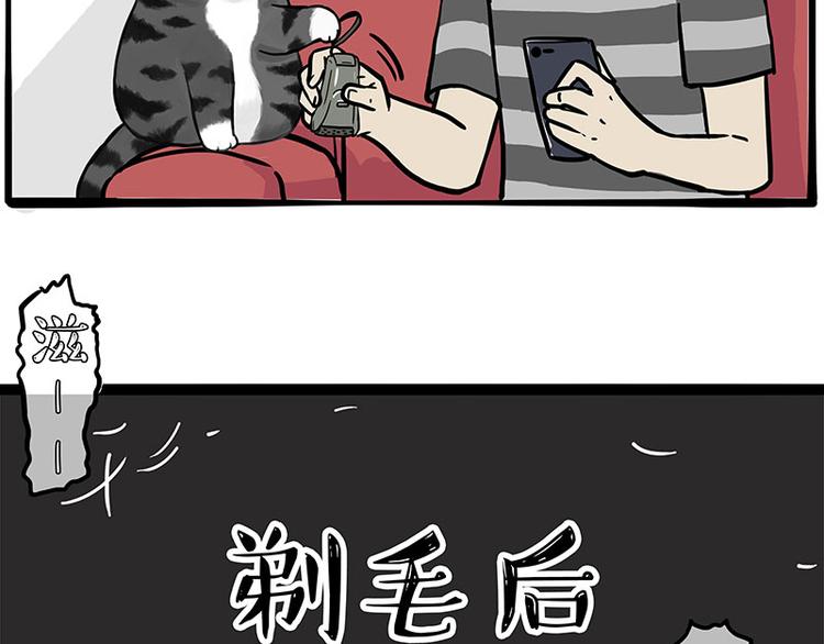 《吾皇巴扎黑》漫画最新章节第282话 型男（猫）免费下拉式在线观看章节第【37】张图片