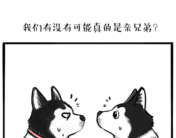 《吾皇巴扎黑》漫画最新章节第287话 真假牛能？！免费下拉式在线观看章节第【11】张图片